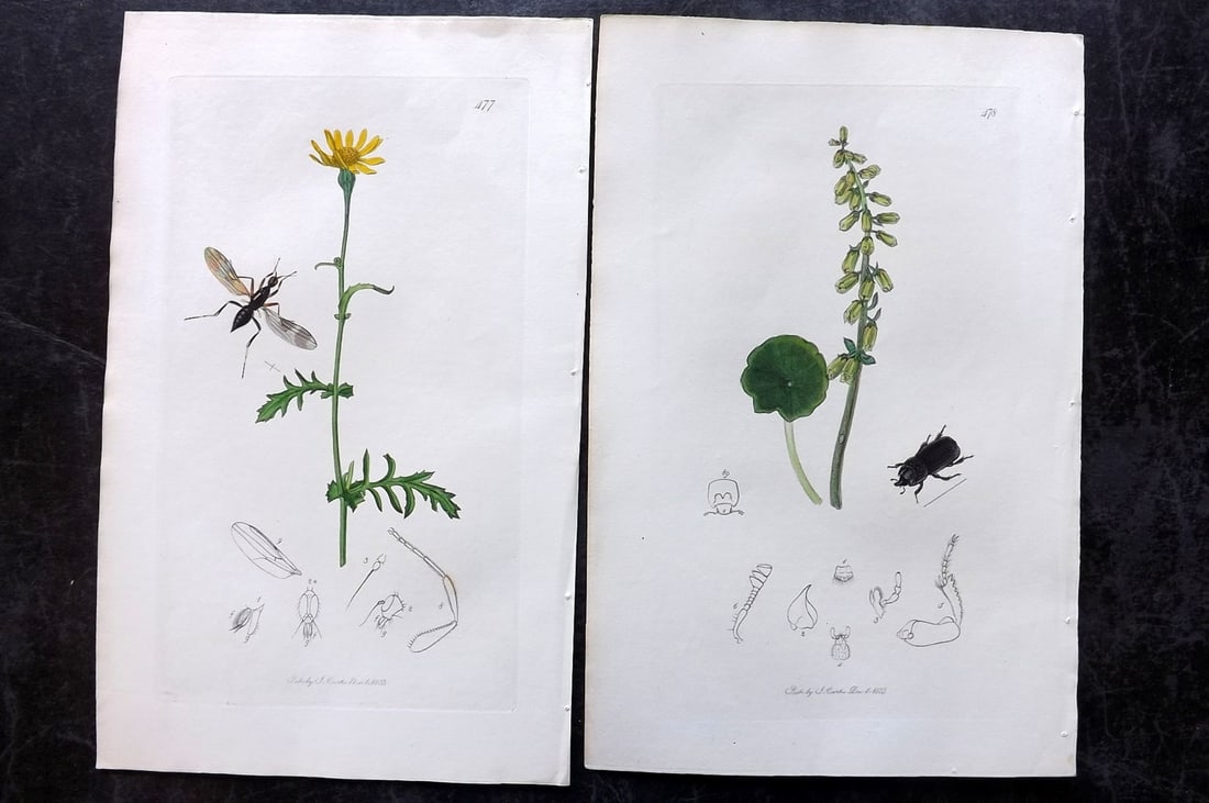 Curtis, John 1834 Pair of HCol Insect Botanical Prints, First Edition: Hand Colored Etchings Published 1823-39, London for "British Entomology: Being Illustrations and Descriptions of the Genera of Insects found in Great Britain and Ireland" First Edition by John Curtis.