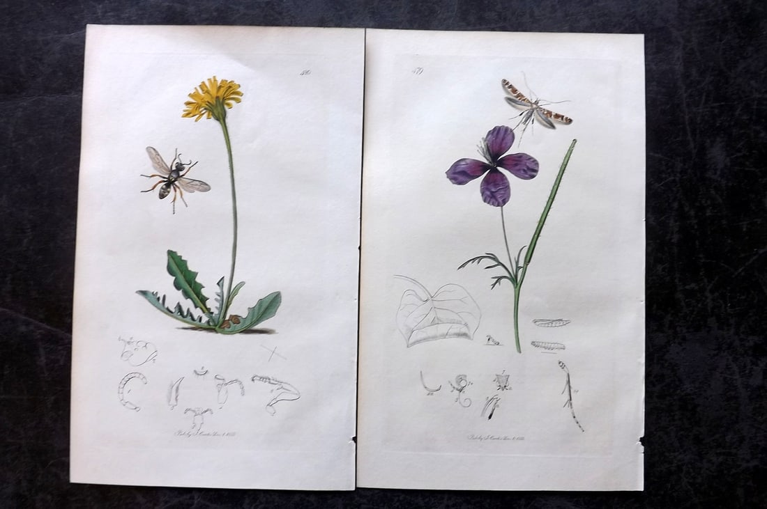 Curtis, John 1834 Pair of HCol Insect Botanical Prints, First Edition (1 of 2)
