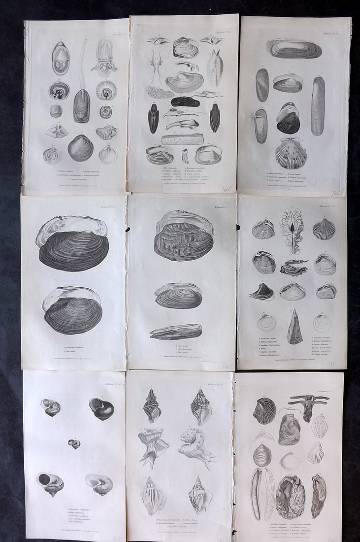 Cuvier, Baron 1834 Lot of 9 Antique Shell Prints (1 of 2)