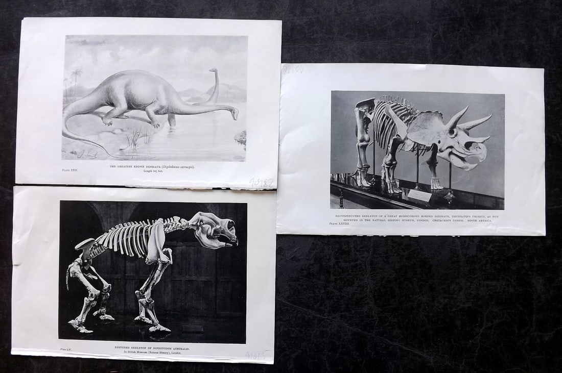 Hutchinson, H. N. 1910 Lot of 3 Dinosaur Prints: Lithographs & Photoengravings Published 1910, London for "Extinct Monsters and Creatures of other days" by H. N. Hutchinson. On thin paper, with reverse side blank. Paper Size: 8.5 x 5.5 inch (22 x 14