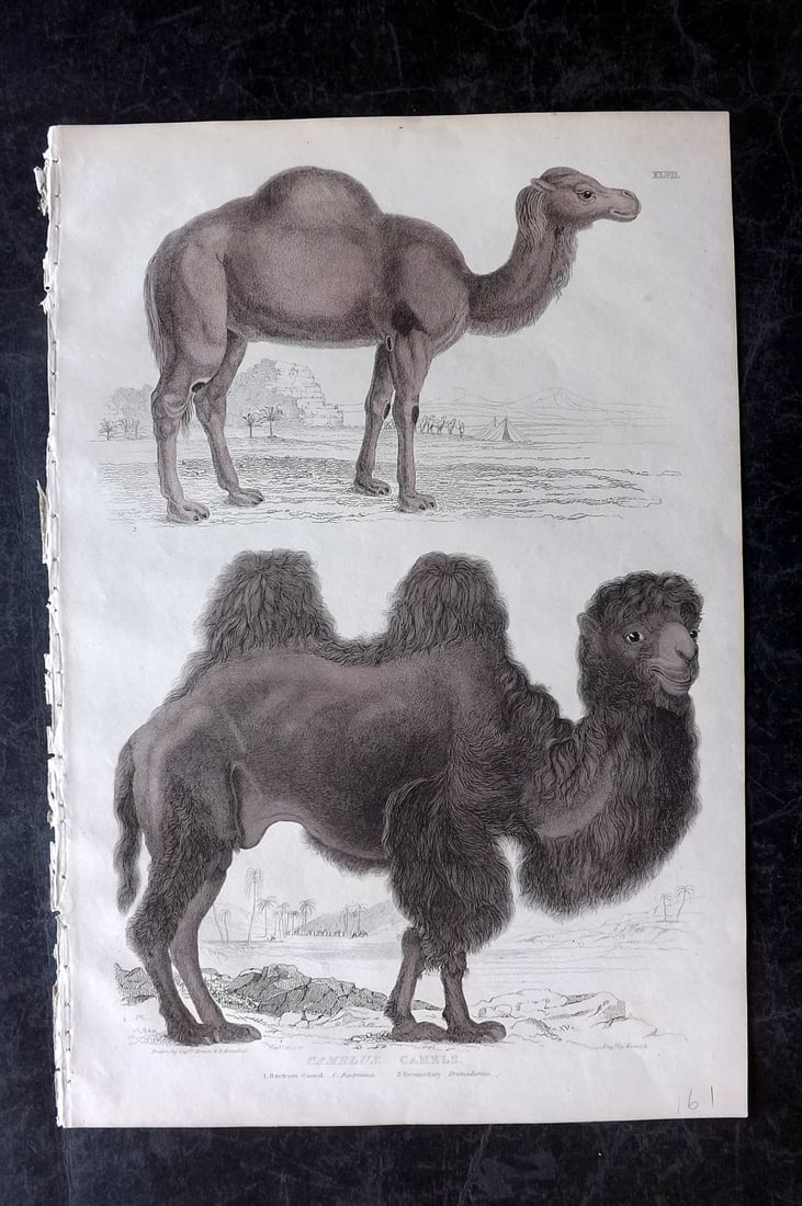 MacGillivray, William 1839 Folio Hand Col Print. Camel (1 of 2)