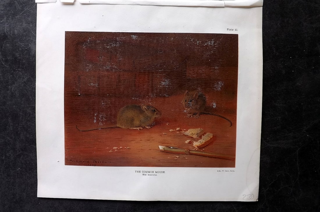 Millais, John 1904 Rare Folio Print. Common Mouse (1 of 2)