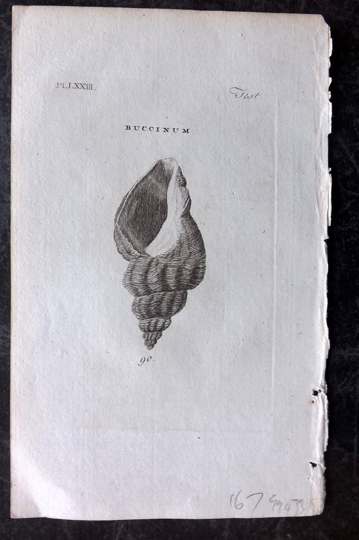 Pennant, Thomas 1776 Antique Shell Print 73: Copper Plate Published 1776-77, London for "British Zoology" by Thomas Pennant. Paper Size: 8 x 5 inch (21 x 13cm) Good Condition