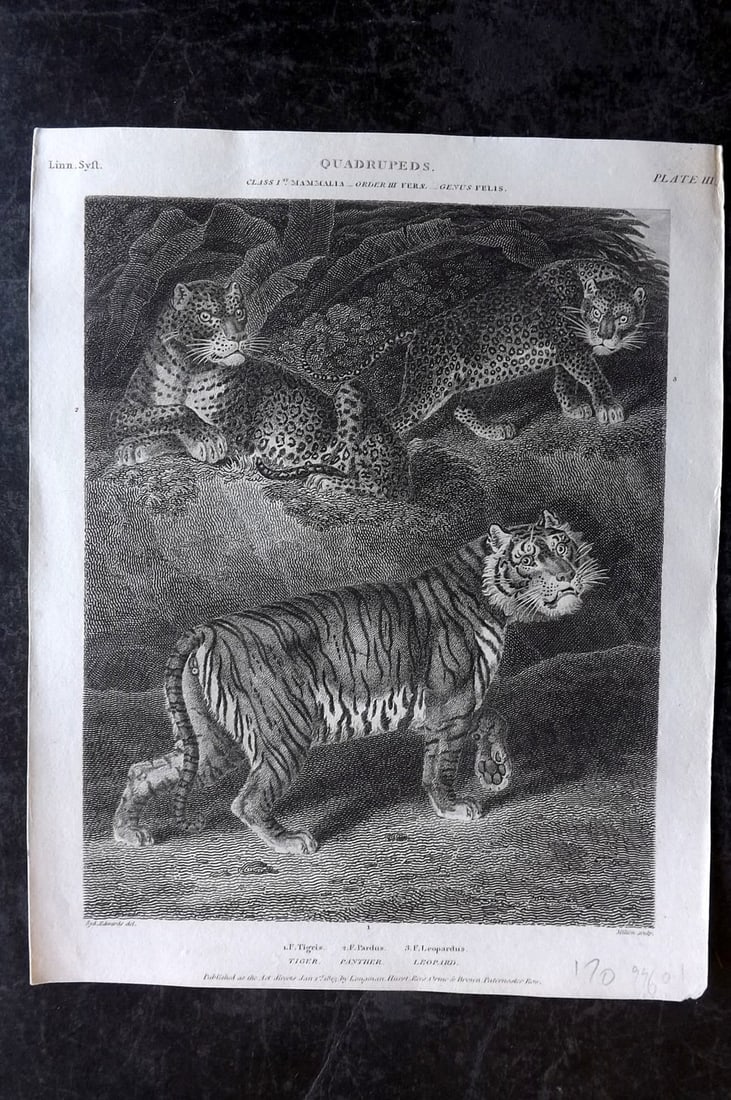 Rees, Abraham 1820 Antique Print. Tiger, Panther, Leopard: Copper Plate Published 1802-20 by Longman, Hurst, Rees & Orme for "The Cycloaedia: or, Universal dictionary of arts, sciences, and literature" By Abraham Rees. Paper Size: 10.5 x 8.5 inch (27 x 22cm) 