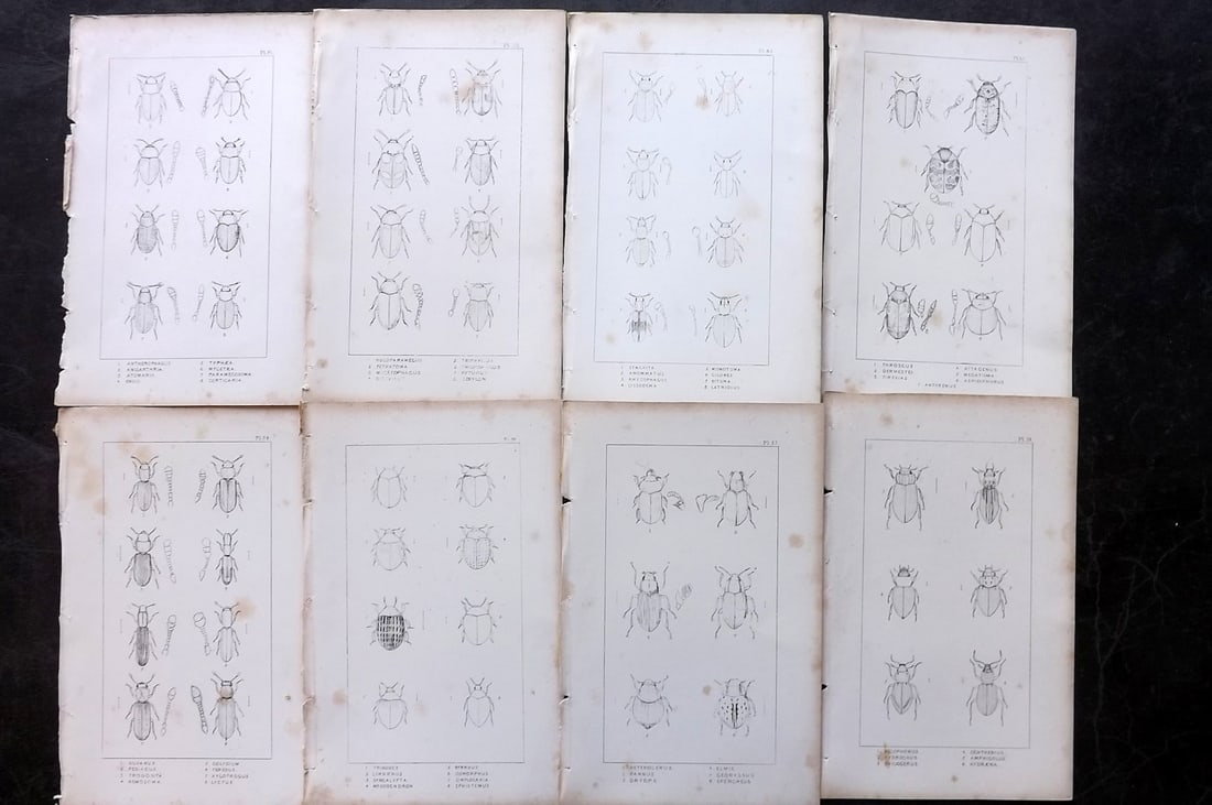 Shuckard, W. E. 1840 Lot of 8 Antique Beetle Prints: Etchings Published 1840, London for "The British Coleoptera Delineated..." by W. E. Shuckard. Illustrated by W. Spry. Paper Size: 8.5 x 5 inch (22 x 14cm) Some toning present as usual, otherwise fine