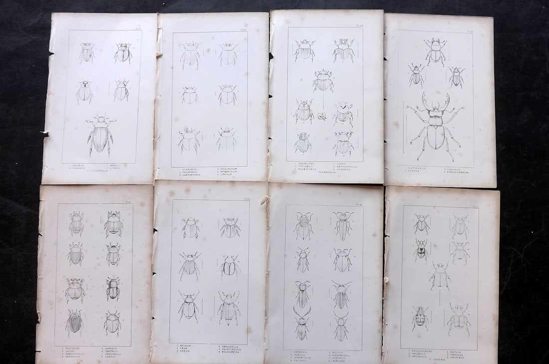 Shuckard, W. E. 1840 Lot of 8 Antique Beetle Prints: Etchings Published 1840, London for "The British Coleoptera Delineated..." by W. E. Shuckard. Illustrated by W. Spry. Paper Size: 8.5 x 5 inch (22 x 14cm) Some toning present as usual, otherwise fine