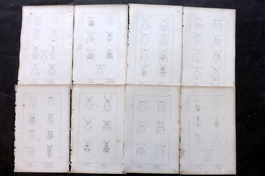 Shuckard, W. E. 1840 Lot of 8 Antique Beetle Prints: Etchings Published 1840, London for "The British Coleoptera Delineated..." by W. E. Shuckard. Illustrated by W. Spry. Paper Size: 8.5 x 5 inch (22 x 14cm) Some toning present as usual, otherwise fine