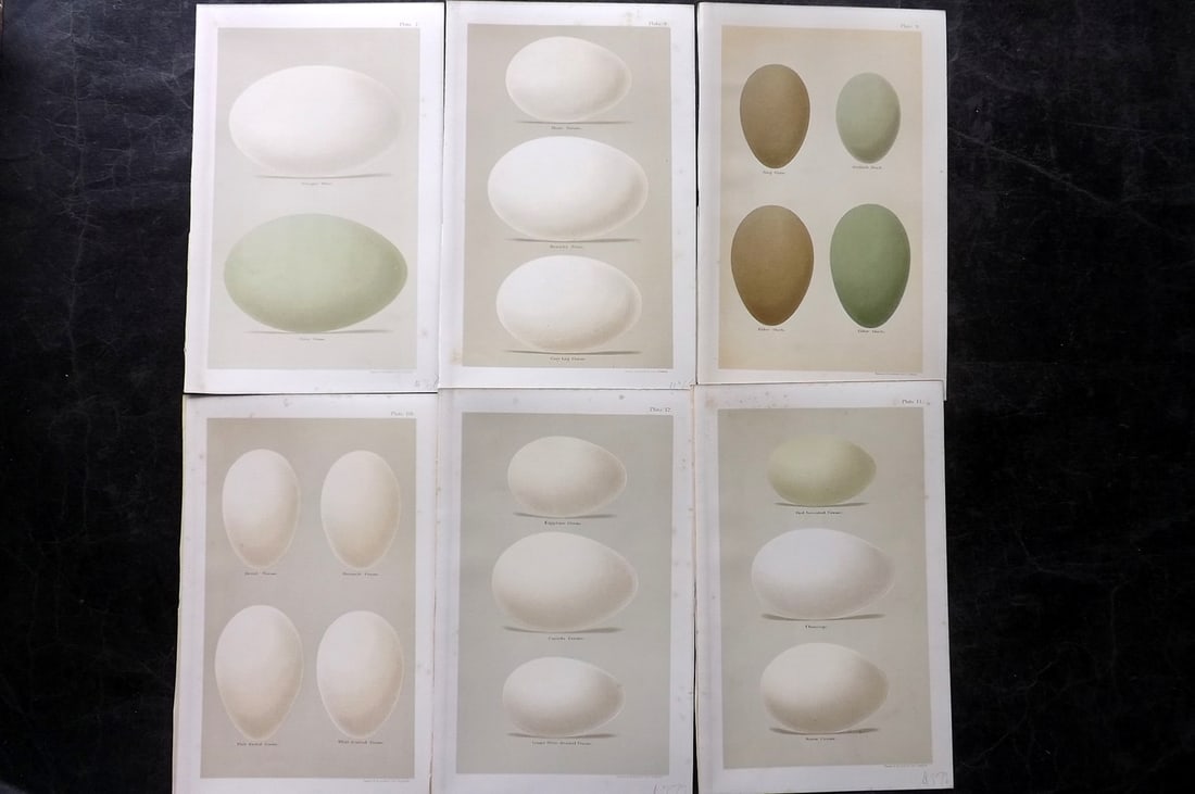 Seebohm, Henry 1896 Lot of 6 Antique Bird Egg Prints: Chromolithographs Published 1896 by Pawson and Brailsford, Sheffield for "Coloured Figures of the Eggs of British Birds" By Henry Seebohm. Paper Size: 9.75 x 6 inch (25 x 16cm) Good Condition