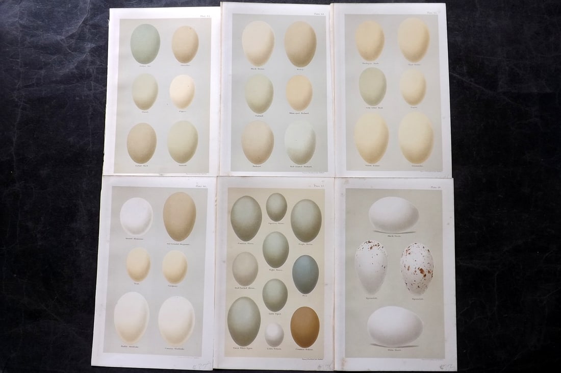 Seebohm, Henry 1896 Lot of 6 Antique Bird Egg Prints: Chromolithographs Published 1896 by Pawson and Brailsford, Sheffield for "Coloured Figures of the Eggs of British Birds" By Henry Seebohm. Paper Size: 9.75 x 6 inch (25 x 16cm) Good Condition