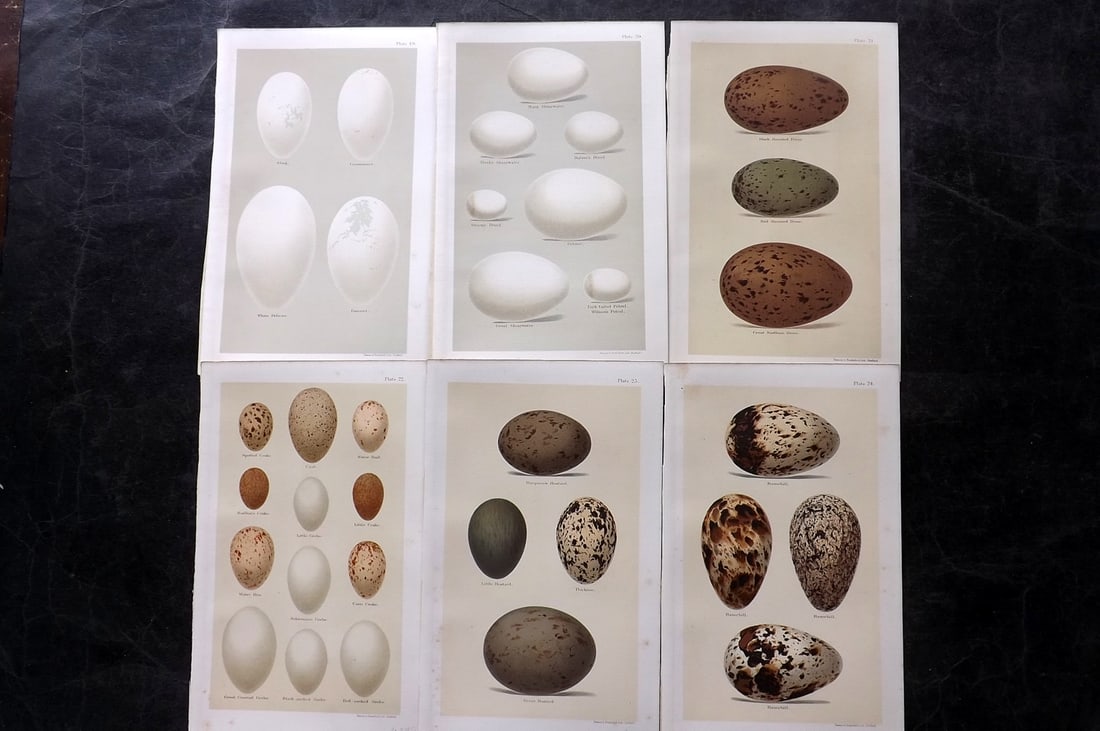 Seebohm, Henry 1896 Lot of 6 Antique Bird Egg Prints: Chromolithographs Published 1896 by Pawson and Brailsford, Sheffield for "Coloured Figures of the Eggs of British Birds" By Henry Seebohm. Paper Size: 9.75 x 6 inch (25 x 16cm) Good Condition