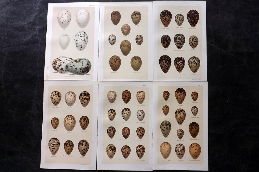 Seebohm, Henry 1896 Lot of 6 Antique Bird Egg Prints: Chromolithographs Published 1896 by Pawson and Brailsford, Sheffield for "Coloured Figures of the Eggs of British Birds" By Henry Seebohm. Paper Size: 9.75 x 6 inch (25 x 16cm) Good Condition
