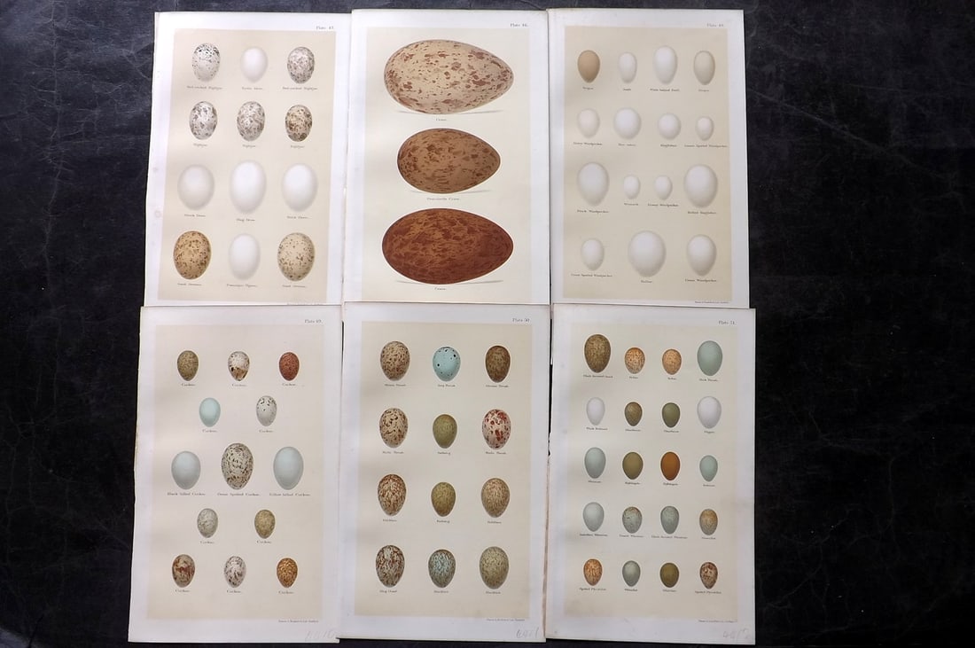 Seebohm, Henry 1896 Lot of 6 Antique Bird Egg Prints: Chromolithographs Published 1896 by Pawson and Brailsford, Sheffield for "Coloured Figures of the Eggs of British Birds" By Henry Seebohm. Paper Size: 9.75 x 6 inch (25 x 16cm) Good Condition