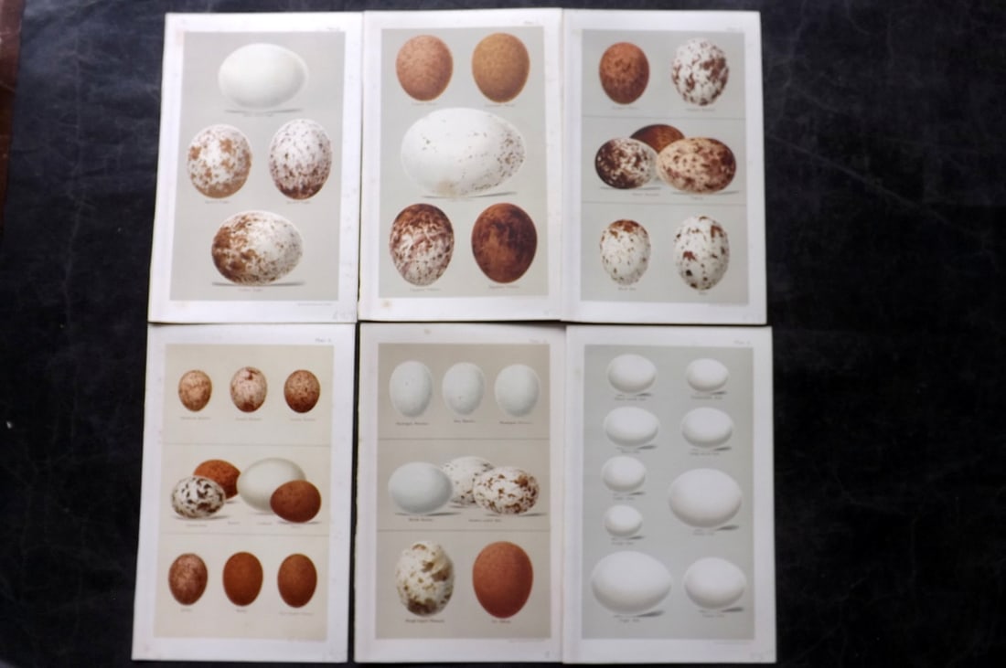 Seebohm, Henry 1896 Lot of 6 Antique Bird Egg Prints: Chromolithographs Published 1896 by Pawson and Brailsford, Sheffield for "Coloured Figures of the Eggs of British Birds" By Henry Seebohm. Paper Size: 9.75 x 6 inch (25 x 16cm) Good Condition