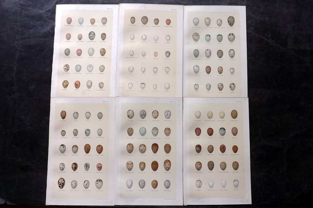 Seebohm, Henry 1896 Lot of 6 Antique Bird Egg Prints: Chromolithographs Published 1896 by Pawson and Brailsford, Sheffield for "Coloured Figures of the Eggs of British Birds" By Henry Seebohm. Paper Size: 9.75 x 6 inch (25 x 16cm) Good Condition