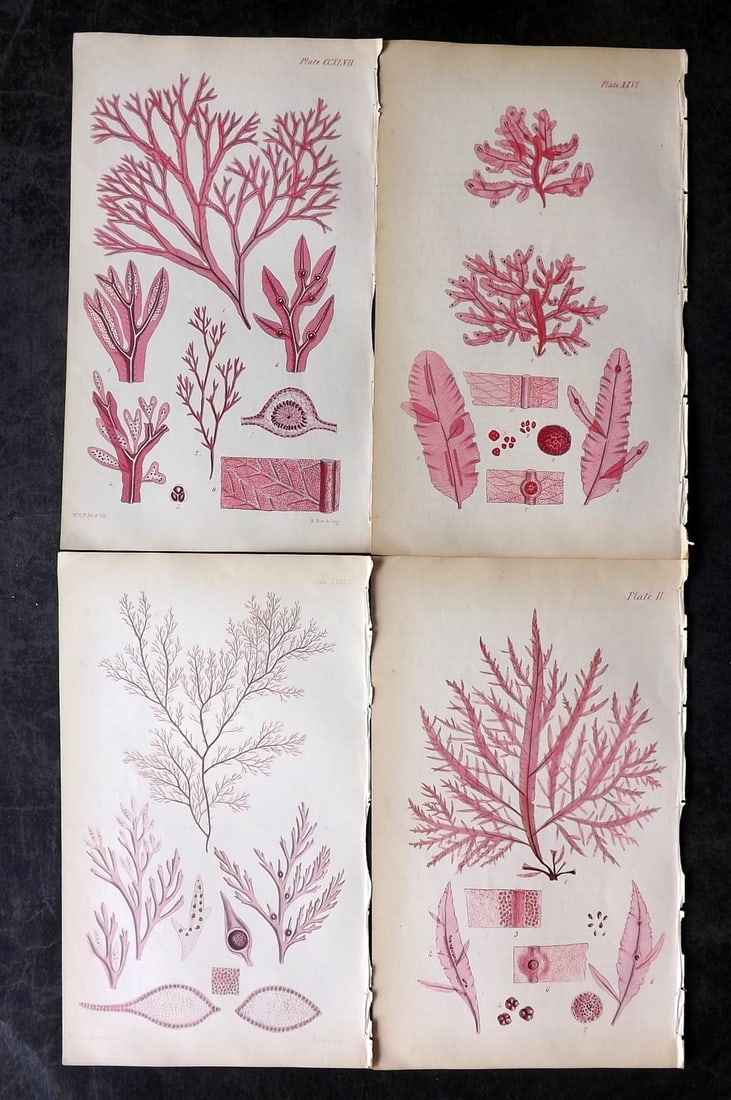 Harvey, William 1846 Lot of 4 Hand Col Seaweed Prints: Hand Colored Lithograph Published 1846-51, London for "Phycologia Britannica: or a History of British Sea-Weeds" First Edition by William Henry Harvey. With accompanying desriptive text. Rare. Paper S