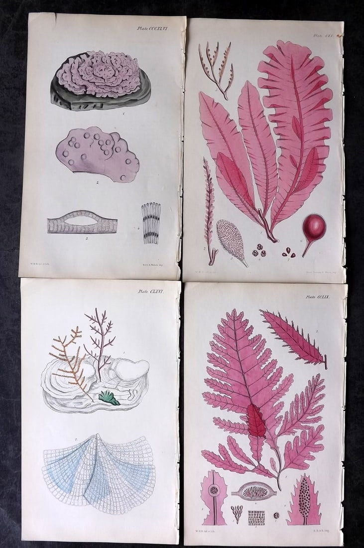 Harvey, William 1846 Lot of 4 Hand Col Seaweed Prints: Hand Colored Lithograph Published 1846-51, London for "Phycologia Britannica: or a History of British Sea-Weeds" First Edition by William Henry Harvey. With accompanying desriptive text. Rare. Paper S