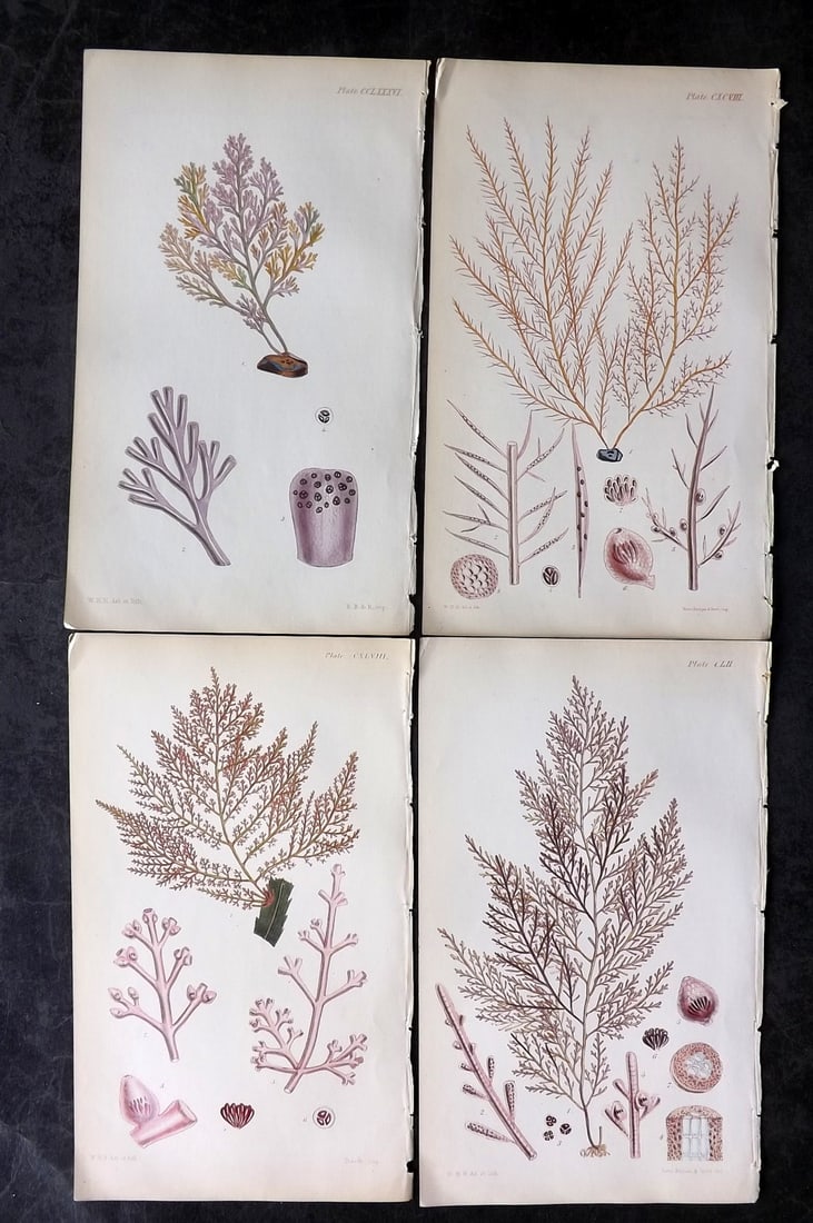 Harvey, William 1846 Lot of 4 Hand Col Seaweed Prints: Hand Colored Lithograph Published 1846-51, London for "Phycologia Britannica: or a History of British Sea-Weeds" First Edition by William Henry Harvey. With accompanying desriptive text. Rare. Paper S