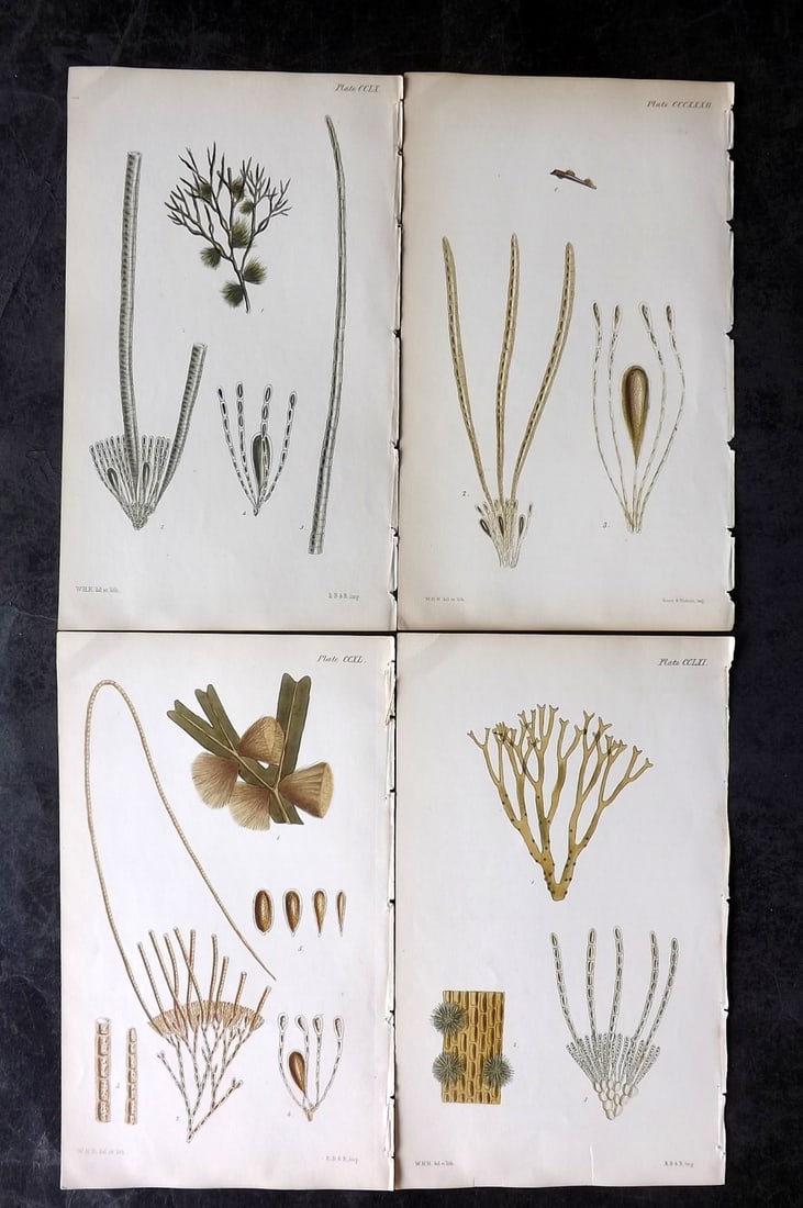 Harvey, William 1846 Lot of 4 Hand Col Seaweed Prints: Hand Colored Lithograph Published 1846-51, London for "Phycologia Britannica: or a History of British Sea-Weeds" First Edition by William Henry Harvey. With accompanying desriptive text. Rare. Paper S