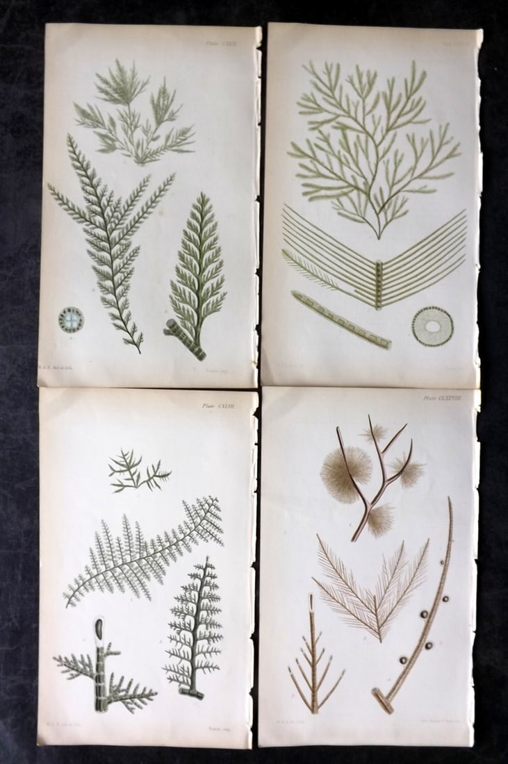 Harvey, William 1846 Lot of 4 Hand Col Seaweed Prints: Hand Colored Lithograph Published 1846-51, London for "Phycologia Britannica: or a History of British Sea-Weeds" First Edition by William Henry Harvey. With accompanying desriptive text. Rare. Paper S