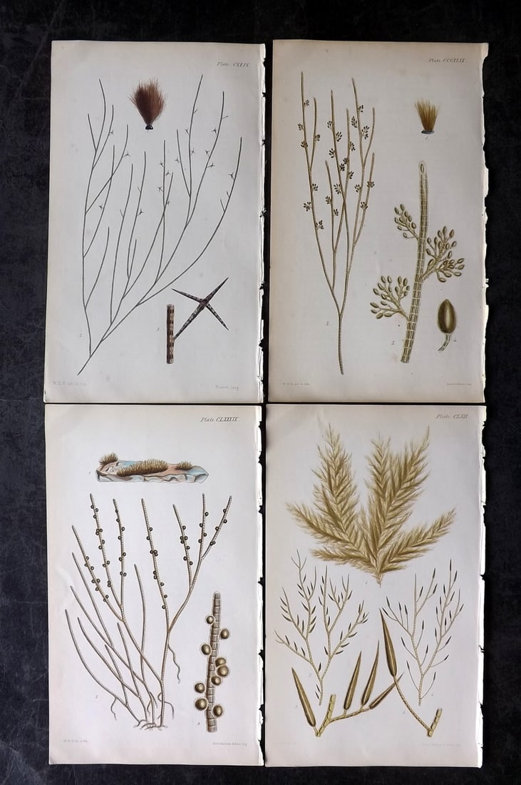 Harvey, William 1846 Lot of 4 Hand Col Seaweed Prints: Hand Colored Lithograph Published 1846-51, London for "Phycologia Britannica: or a History of British Sea-Weeds" First Edition by William Henry Harvey. With accompanying desriptive text. Rare. Paper S
