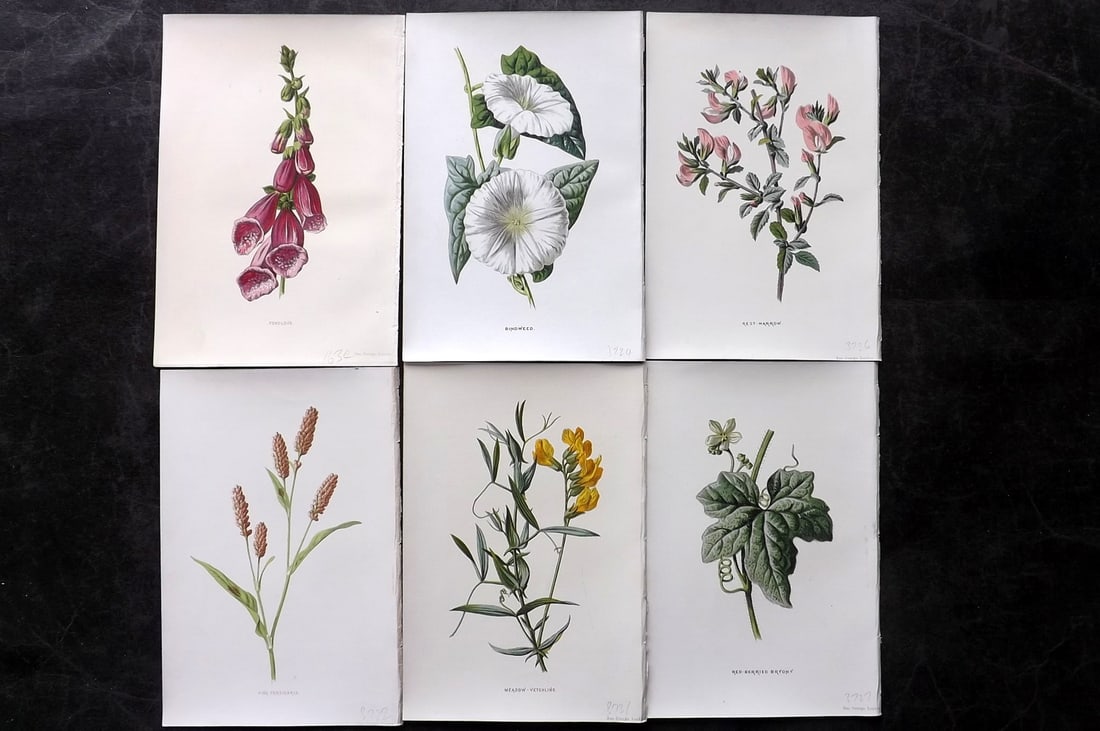 Hulme, Edward 1878 Lot of 6 Botanical Prints. 1st Ed. Wild Flowers: Chromolithographs Published 1878-84, London for "Familiar Wild Flowers" First Edition by F. Edward Hulme & Shirley Hibberd. Paper Size: 7.5 x 5 inch (19 x 13cm) Good Condition