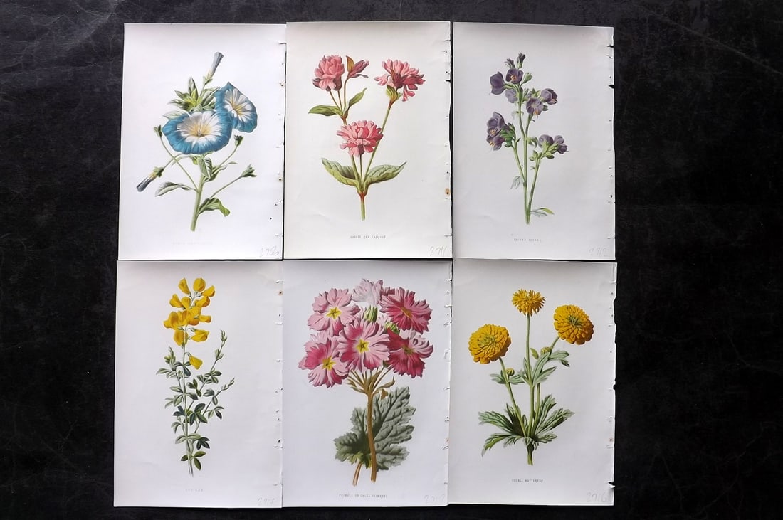 Hulme, Edward C1880 Lot of 6 Botanical Prints. 1st Ed. Garden Flowers: Chromolithographs Published C1880, London for "Familiar Garden Flowers" First Edition by F. Edward Hulme & Shirley Hibberd. Paper Size: 7.5 x 5 inch (19 x 13cm) Good Condition
