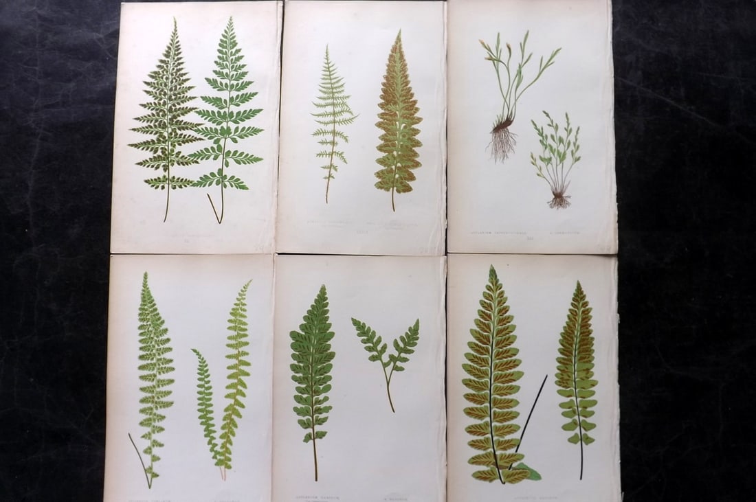 Lowe, Edward 1867 Lot of 6 Antique Fern Prints: Color Printed Woodblooks Published 1867, London for "Our Native Ferns..." by Edward Lowe. Paper Size: 9.5 x 6 inch (24 x 15cm)