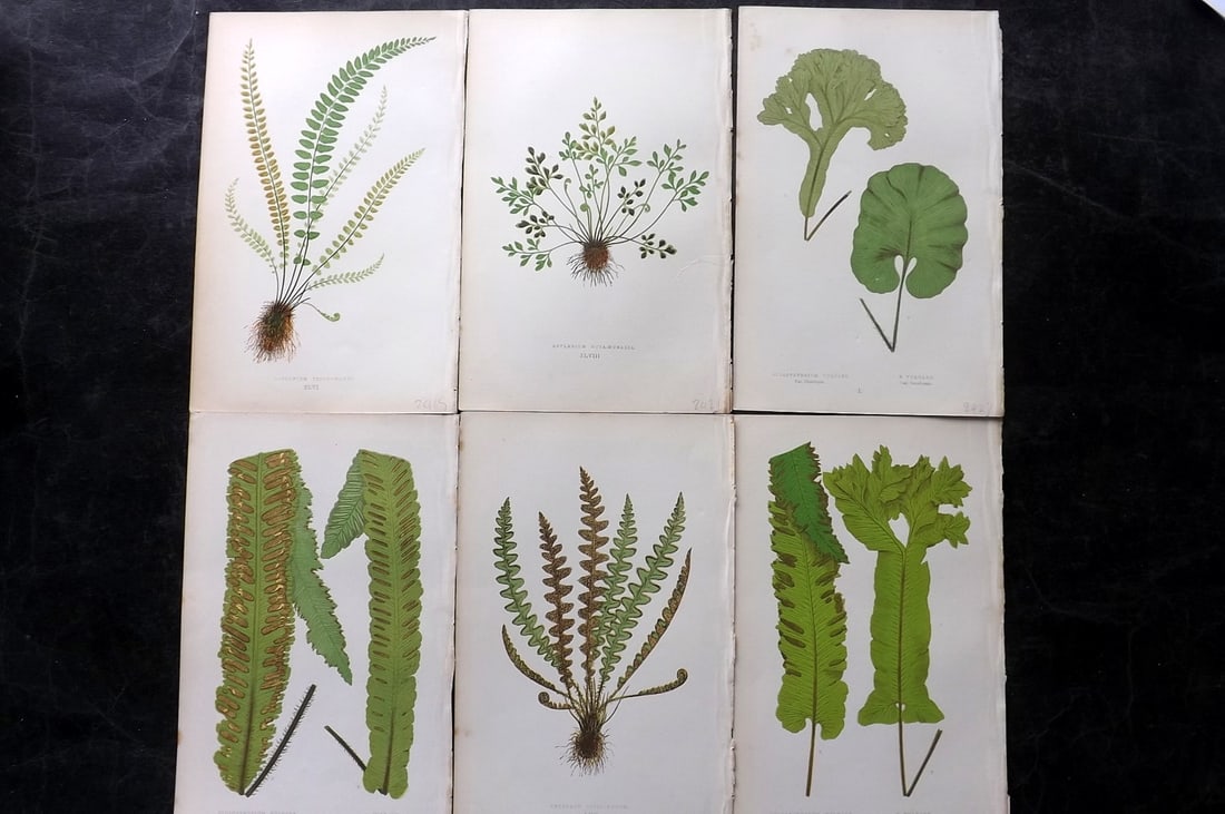 Lowe, Edward 1867 Lot of 6 Antique Fern Prints: Color Printed Woodblooks Published 1867, London for "Our Native Ferns..." by Edward Lowe. Paper Size: 9.5 x 6 inch (24 x 15cm)