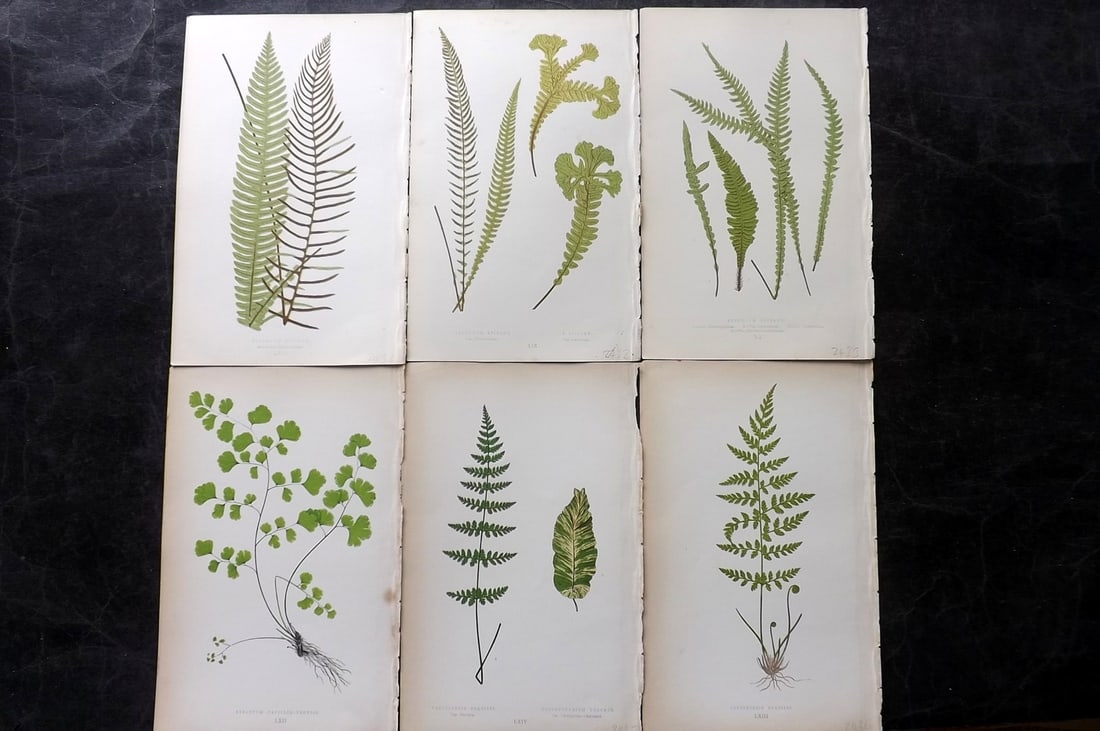 Lowe, Edward 1867 Lot of 6 Antique Fern Prints: Color Printed Woodblooks Published 1867, London for "Our Native Ferns..." by Edward Lowe. Paper Size: 9.5 x 6 inch (24 x 15cm)
