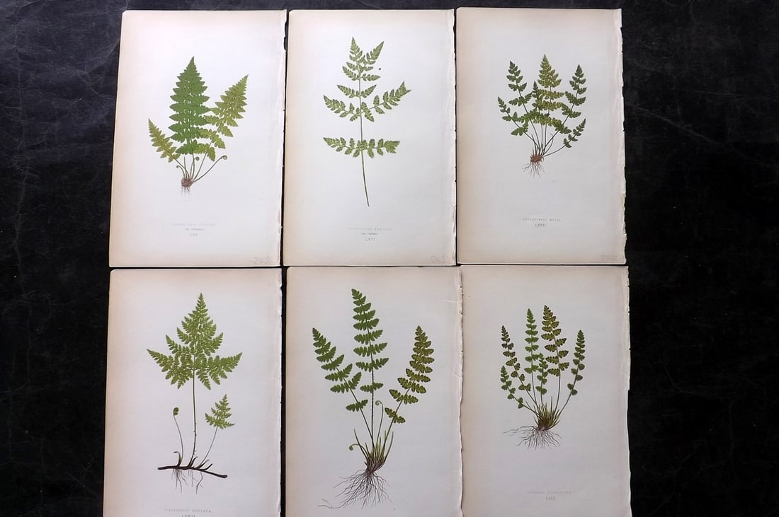 Lowe, Edward 1867 Lot of 6 Antique Fern Prints: Color Printed Woodblooks Published 1867, London for "Our Native Ferns..." by Edward Lowe. Paper Size: 9.5 x 6 inch (24 x 15cm)