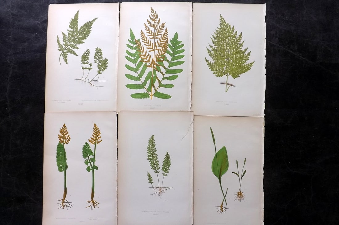 Lowe, Edward 1867 Lot of 6 Antique Fern Prints: Color Printed Woodblooks Published 1867, London for "Our Native Ferns..." by Edward Lowe. Paper Size: 9.5 x 6 inch (24 x 15cm)