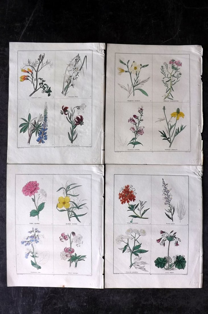 Maund, Benjamin C1830 Lot of 4 Hand Col Botanical Prints (1 of 2)
