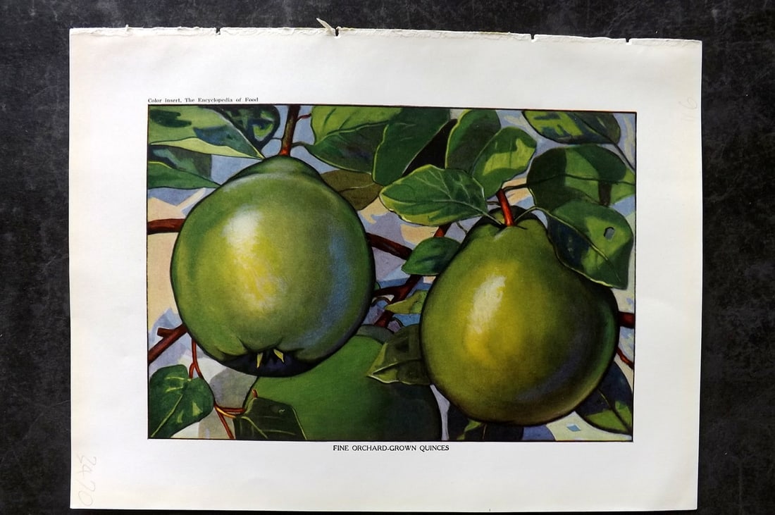 Ward, Artemas 1923 Antique Fruit Print. Fine Orchard Grown Quinces: Offset Lithograph Published 1923, New York for "The Encyclopedia of Food" by Artemas Ward. Paper Size: 10.5 x 7.5 inch (27 x 19cm) Good Condition