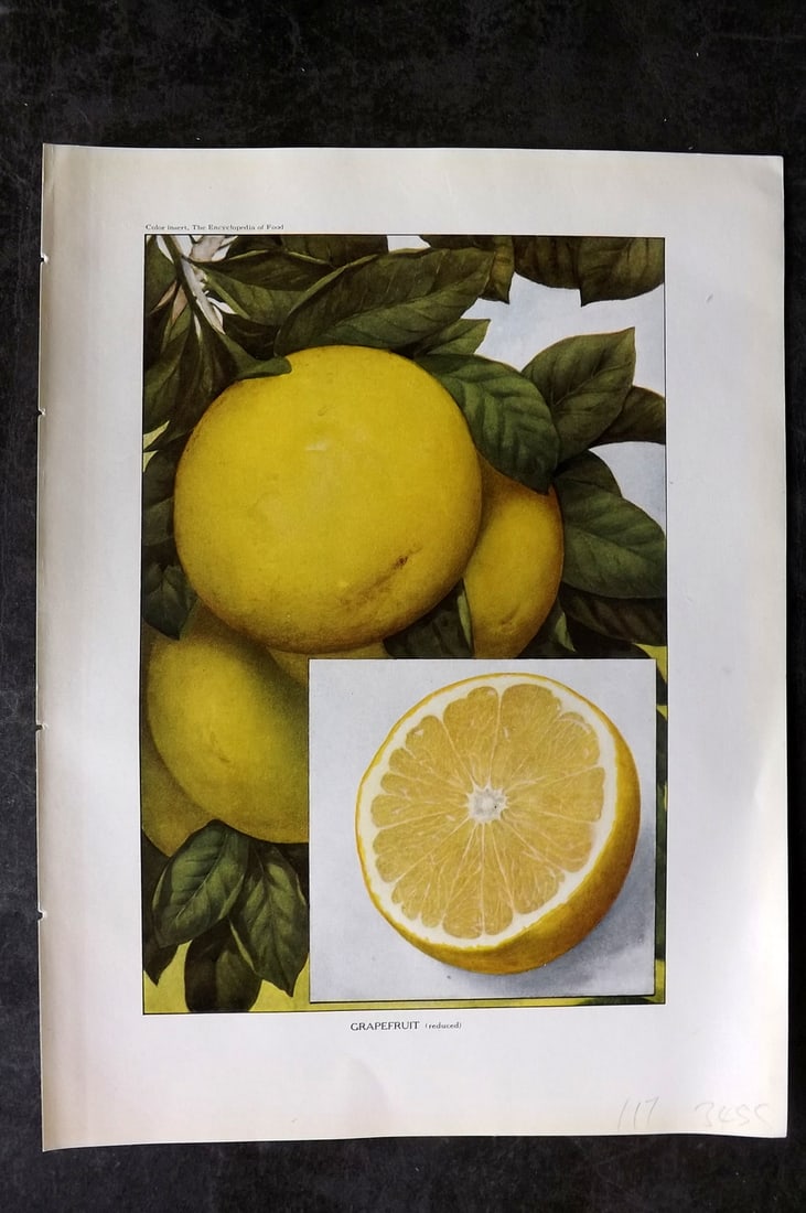 Ward, Artemas 1923 Antique Fruit Print. Grapefruit: Offset Lithograph Published 1923, New York for "The Encyclopedia of Food" by Artemas Ward. Paper Size: 10.5 x 7.5 inch (27 x 19cm) Good Condition