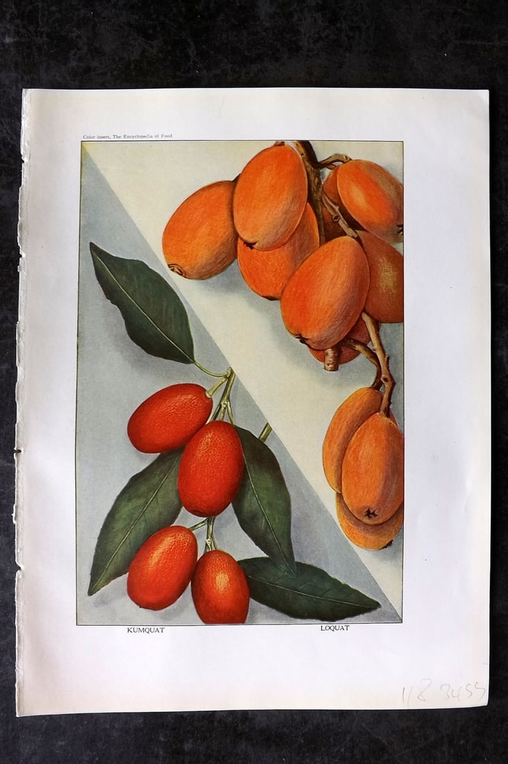 Ward, Artemas 1923 Antique Fruit Print. Kumquat, Loquat: Offset Lithograph Published 1923, New York for "The Encyclopedia of Food" by Artemas Ward. Paper Size: 10.5 x 7.5 inch (27 x 19cm) Good Condition