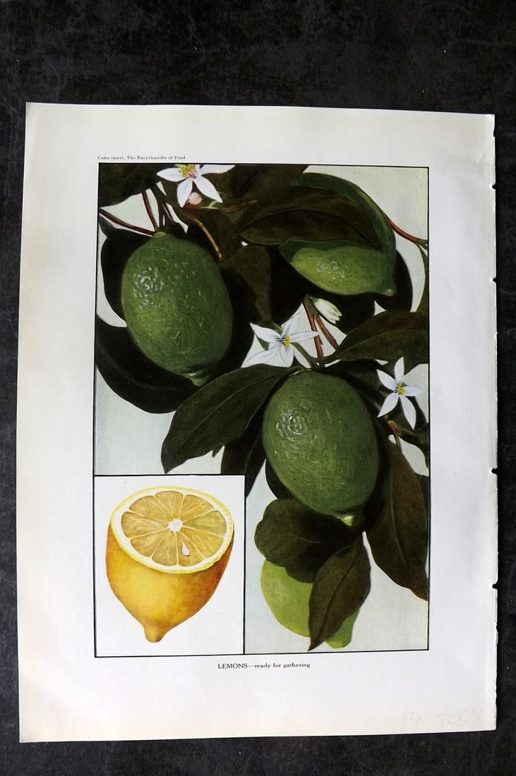 Ward, Artemas 1923 Antique Fruit Print. Lemons: Offset Lithograph Published 1923, New York for "The Encyclopedia of Food" by Artemas Ward. Paper Size: 10.5 x 7.5 inch (27 x 19cm) Good Condition