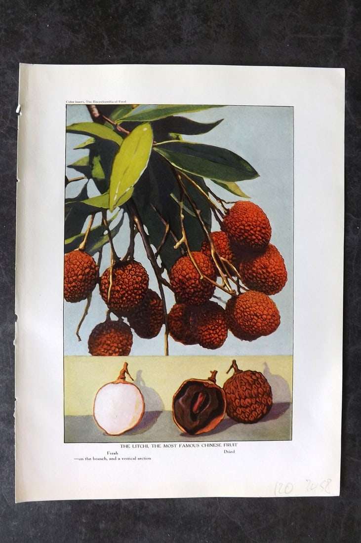 Ward, Artemas 1923 Antique Fruit Print. Litchi, The most famous Chinese Fruit (1 of 1)