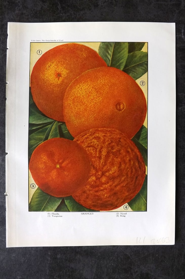 Ward, Artemas 1923 Antique Fruit Print. Oranges - Florida, Navel, Tangerine, King: Offset Lithograph Published 1923, New York for "The Encyclopedia of Food" by Artemas Ward. Paper Size: 10.5 x 7.5 inch (27 x 19cm) Good Condition