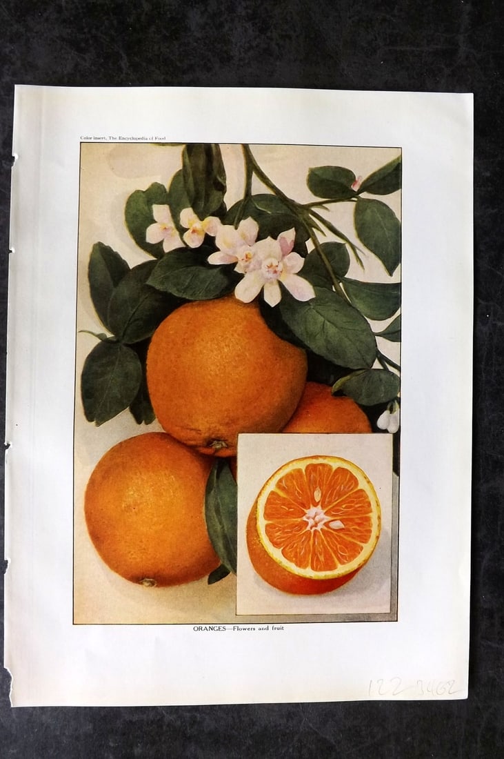 Ward, Artemas 1923 Antique Fruit Print. Oranges - Flowers & Fruit: Offset Lithograph Published 1923, New York for "The Encyclopedia of Food" by Artemas Ward. Paper Size: 10.5 x 7.5 inch (27 x 19cm) Good Condition