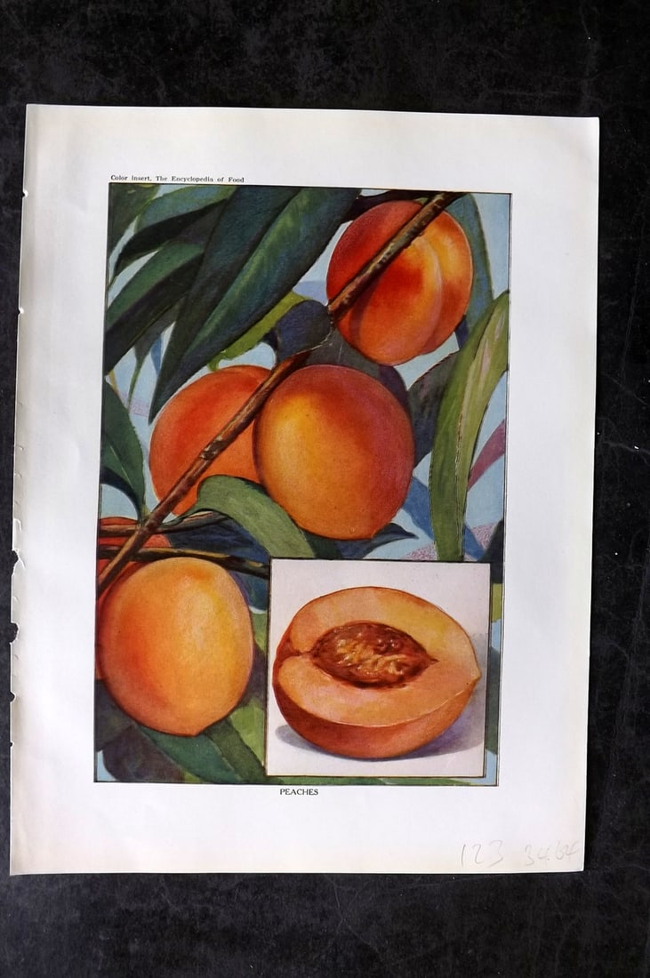 Ward, Artemas 1923 Antique Fruit Print. Peaches: Offset Lithograph Published 1923, New York for "The Encyclopedia of Food" by Artemas Ward. Paper Size: 10.5 x 7.5 inch (27 x 19cm) Good Condition