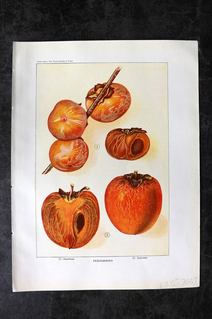 Ward, Artemas 1923 Antique Fruit Print. Persimmons: Offset Lithograph Published 1923, New York for "The Encyclopedia of Food" by Artemas Ward. Paper Size: 10.5 x 7.5 inch (27 x 19cm) Good Condition