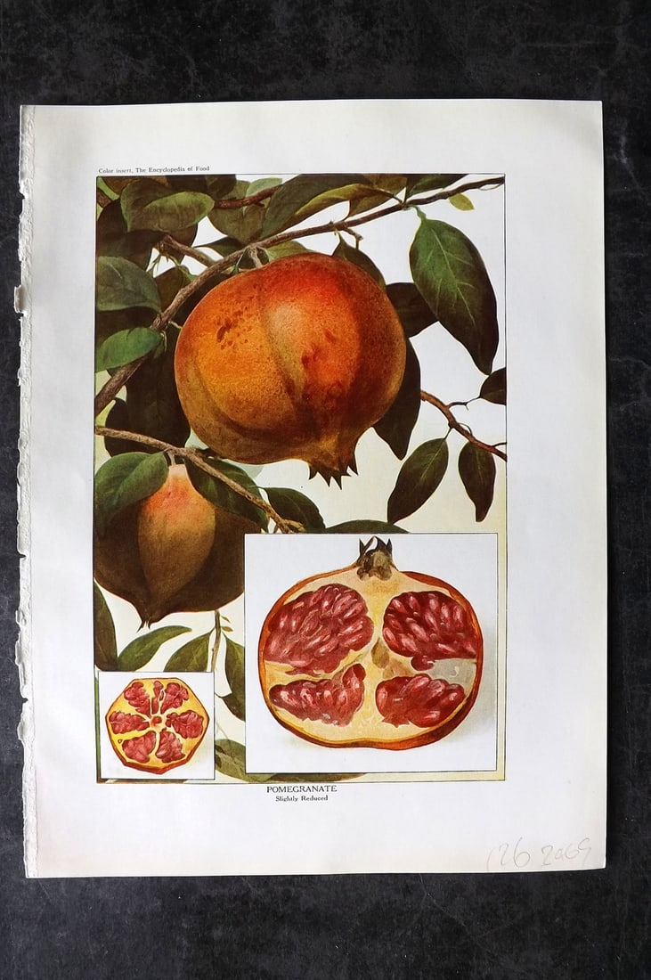 Ward, Artemas 1923 Antique Fruit Print. Pomegranate (1 of 1)