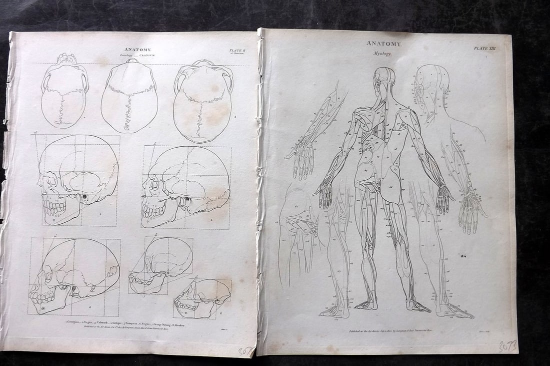 Rees, Abraham 1820 Pair of Anatomy Prints. Myology, Skull (1 of 2)