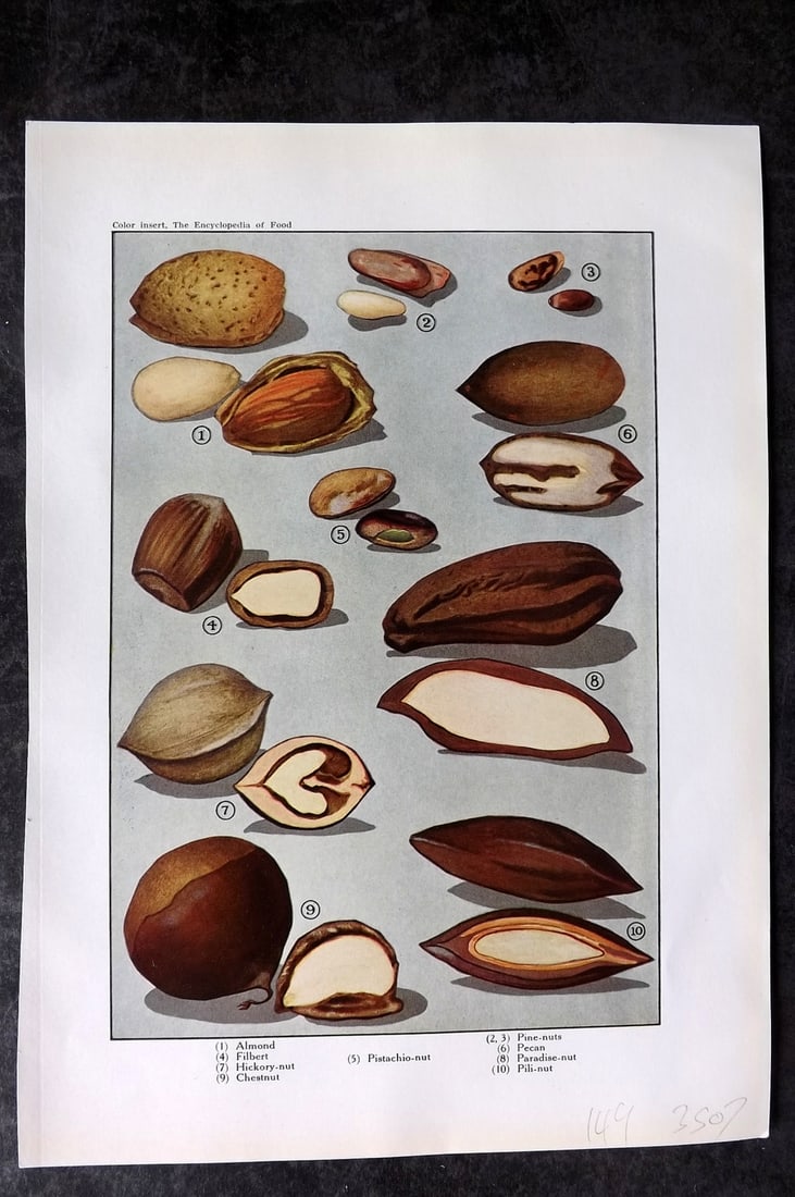 Ward, Artemas 1923 Antique Food Print. Almond, Pistachio, Chesnut, Pine Nuts: Offset Lithograph Published 1923, New York for "The Encyclopedia of Food" by Artemas Ward. Paper Size: 10.5 x 7.5 inch (27 x 19cm) Good Condition