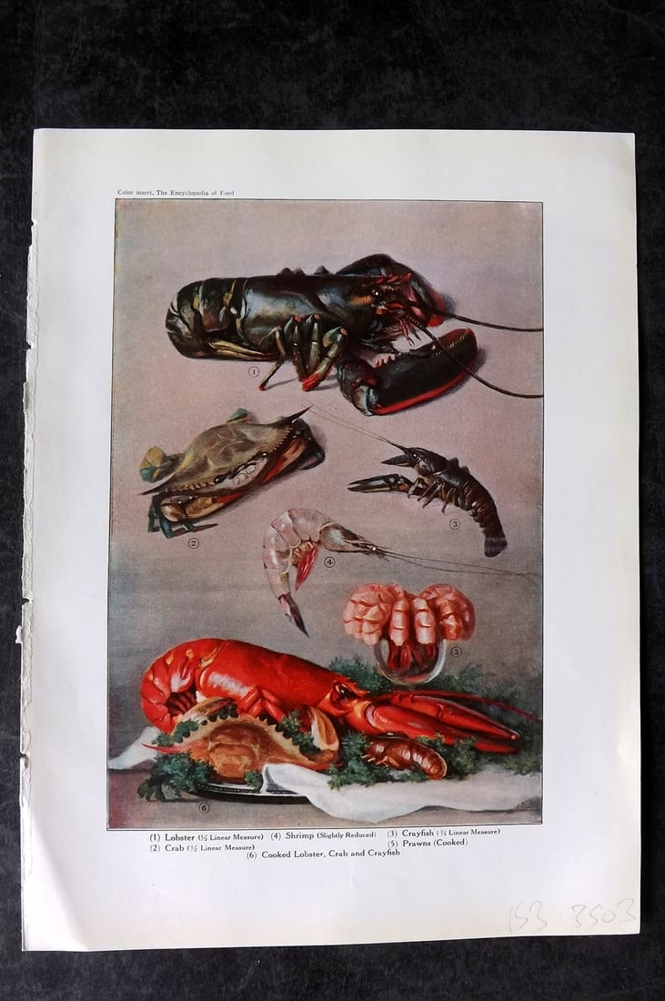 Ward, Artemas 1923 Antique Food Print. Lobster, Crab, Shrimp, Crayfish, Prawn: Offset Lithograph Published 1923, New York for "The Encyclopedia of Food" by Artemas Ward. Paper Size: 10.5 x 7.5 inch (27 x 19cm) Good Condition
