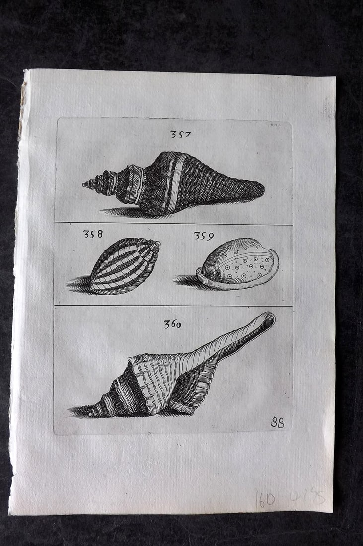 Buonanni, Filippo 1684 Rare Antique Shell Print 357-360: Copper Plate Publishec 1684, Rome for "Recreatio Mentis et Oculi in observatione Animalium Testaceorum curiosis naturae inspectoribus" by Filippo Buonanni. Rare. The first work published devoted entir