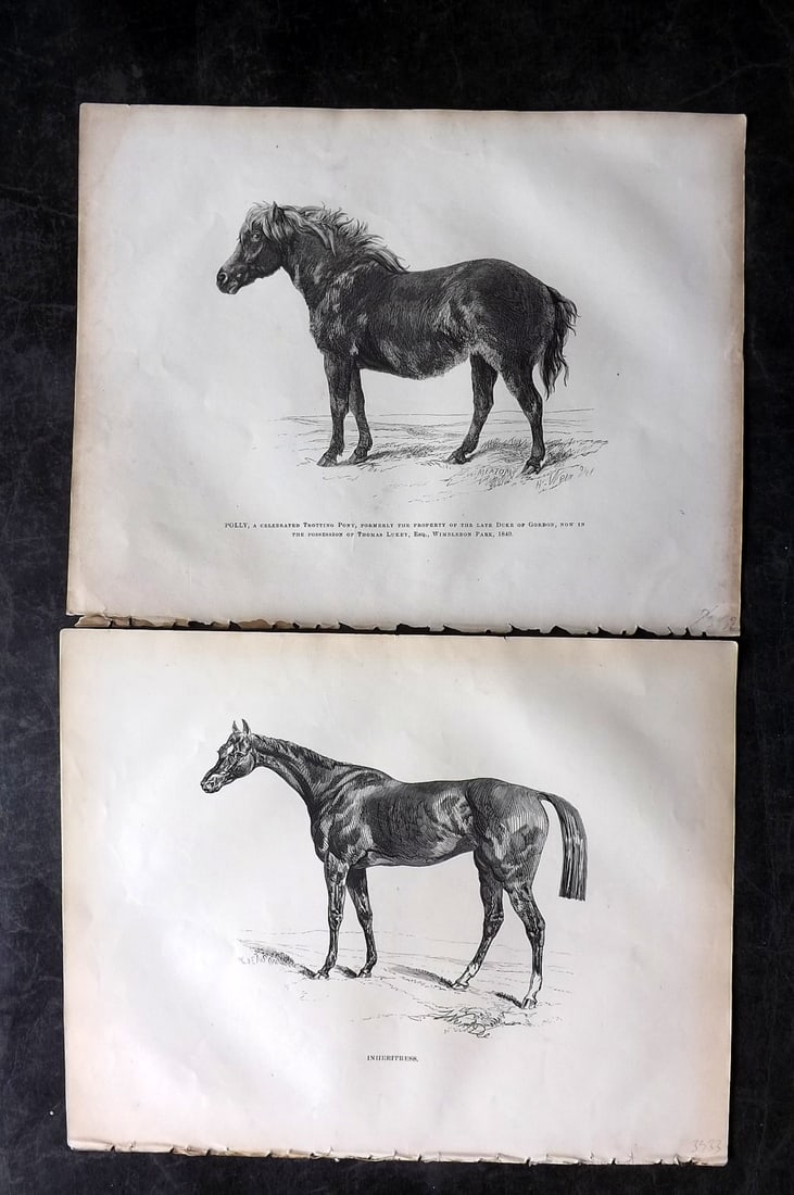 Lawrence, Richard C1850 Pair of Antique Horse Prints: Wood Engraving (Reverse side blank) Published C1850, London for "The Complete Farrier and British Sportsman" by Richard Lawrence. Paper Size: 10.5 x 8 inch (27 x 21cm) Very minor margin toning. Good C