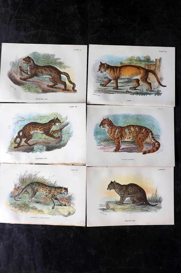 Lloyds's 1897 Lot of 6 Antique Prints. Big Cats: Chromolithographs Published 1894-97, London for "Lloyds's Natural History..." Edited by R. Bowdler Sharpe, W. F. Kirby, H. O. Forbes, R. Lydekker, and W. R. Olive-Grant. Illustrated after Keulemans, G