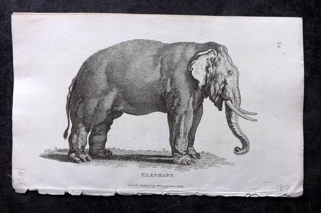 Shaw, George 1809 Antique Print. Elephant: Copper Plate Published 1809 by G.Kearsley, London for "Zoological Lectures..." by George Shaw. Paper Size: 8.5 x 5.5 inch (22 x 14cm) Good Condition