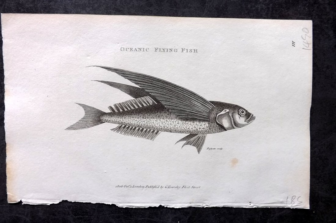 Shaw, George 1809 Antique Print. Oceanic Flying Fish: Copper Plate Published 1809 by G.Kearsley, London for "Zoological Lectures..." by George Shaw. Paper Size: 8.5 x 5.5 inch (22 x 14cm) A couple of tiny background spots. Good Condition